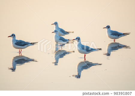 Flock of Seagulls, The European herring gull, swims on the calm lake shore in sunset Flock of Seagulls, The European herring gull, swims on the calm lake shore in sunset 98391807