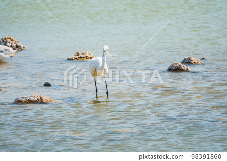 The small white heron or Little egret stands in the lake 98391860