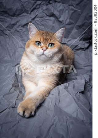 cute fluffy british shorthair cat resting on wrinkled paper portrait cute fluffy british shorthair cat resting on wrinkled paper portrait 98392004