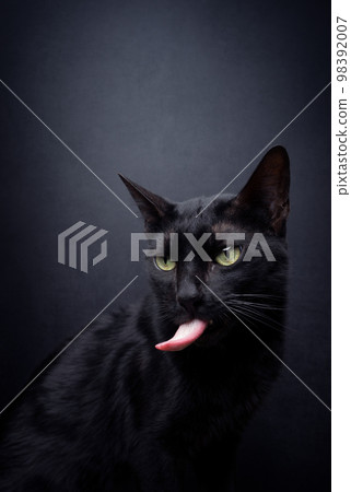 black cat sticking out tongue black cat sticking out tongue 98392007