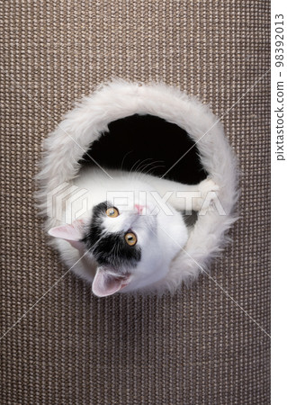 cute cat resting inside of sisal scratching barrel 98392013
