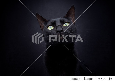 beautiful black cat on black background portrait 98392016