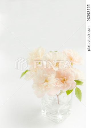 Rose flower glass white background pink pale pink white background copy space stylish 98392565