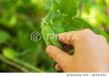 Gardening and agriculture concept. Female farm worker hand harvesting green fresh ripe organic peas on branch in garden. Vegan vegetarian home grown food production. Woman picking pea pods Gardening and agriculture concept. Female farm worker hand harvesting green fresh ripe organic peas on branch in garden. Vegan vegetarian home grown food production. Woman picking pea pods 98392607