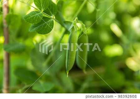 Gardening and agriculture concept. Perfect green fresh ripe organic peas ready to harvesting on branch in garden. Vegan vegetarian home grown food production. Local garden produce clean pea pods Gardening and agriculture concept. Perfect green fresh ripe organic peas ready to harvesting on branch in garden. Vegan vegetarian home grown food production. Local garden produce clean pea pods 98392608