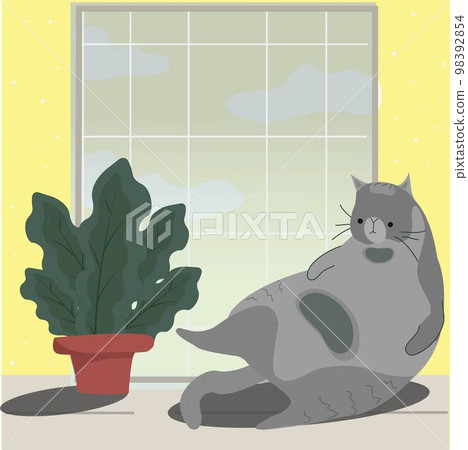 lazy gray cat lying on the windowsill lazy gray cat lying on the windowsill 98392854