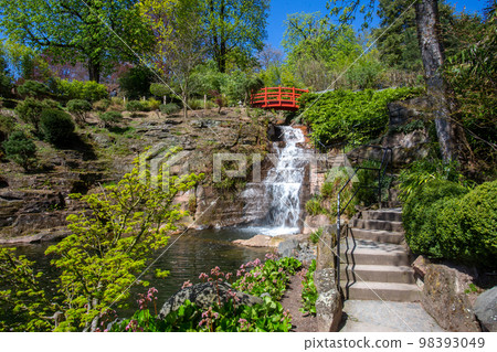Bergenia flowering and waterfall in japanese garden in Kaiserslautern in April Bergenia flowering and waterfall in japanese garden in Kaiserslautern in April 98393049