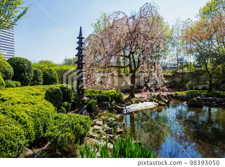 Cherry blossom in japanese garden of Kaiserslautern Cherry blossom in japanese garden of Kaiserslautern 98393050