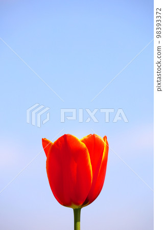 藍天下的一朵紅色鬱金香 藍天下的一朵紅色鬱金香 98393372