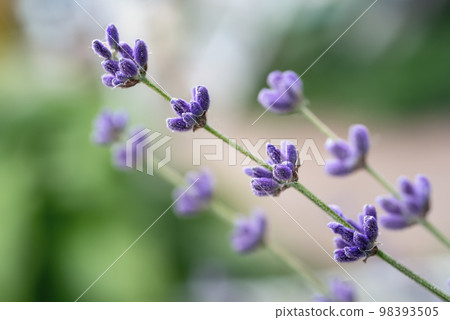 Lavender beautiful flowers Lavender beautiful flowers 98393505