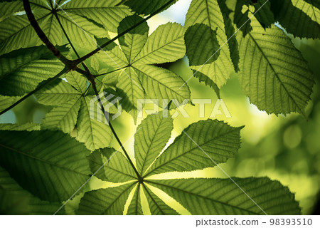 Leaves of chestnut Leaves of chestnut 98393510
