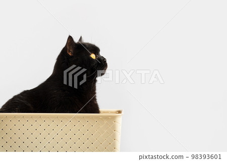 A black fluffy British breed cat with yellow eyes in a beige drawer for things on the table A black fluffy British breed cat with yellow eyes in a beige drawer for things on the table 98393601