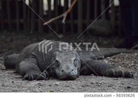 The Komodo Dragon in action at Komodo National Park, a UNESCO World Heritage Site 98393626