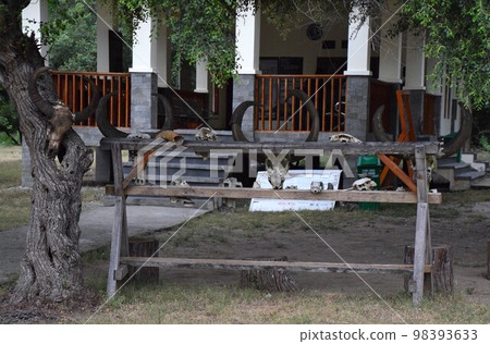The remnants of a Komodo dragon meal that terrified you on Komodo Island? 98393633