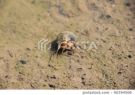 Sukumi apple snail/Invasive alien species commonly called "jumbo snail" 98394006