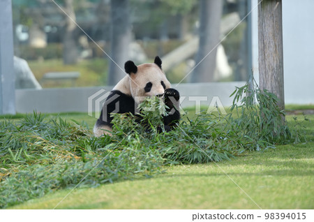 Yoshihama eating bamboo deliciously 98394015