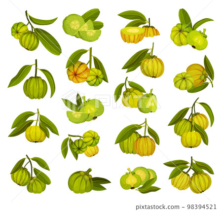 Garcinia Cambogia Fruit as South Tropical Species Big Vector Set Garcinia Cambogia Fruit as South Tropical Species Big Vector Set 98394521