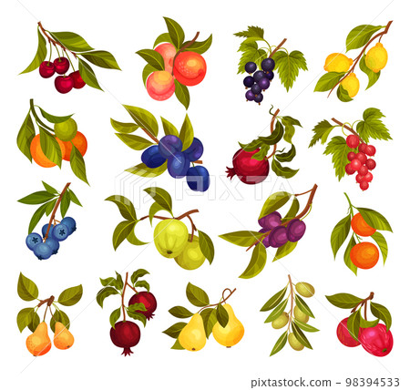 Ripe Fruit Hanging on Branch with Green Leaves Big Vector Set Ripe Fruit Hanging on Branch with Green Leaves Big Vector Set 98394533
