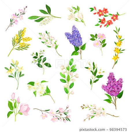 Bloomy Flower Branches with Tender Florets Big Vector Set 98394573