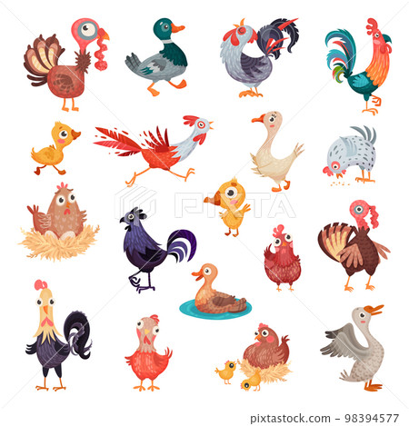 Poultry and Farm Birds with Hen, Turkey, Rooster, Duck and Goose Big Vector Set 98394577