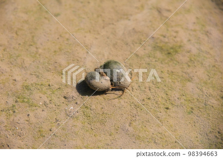 Two apple snails mating / Invasive alien species commonly called "jumbo snails" Two apple snails mating / Invasive alien species commonly called "jumbo snails" 98394663