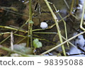 Frog eggs rooted in the waterside 98395088