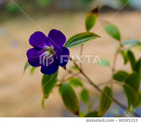 No flower flowers 98395233