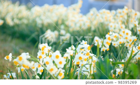 水仙花（早春的氣息） 98395269