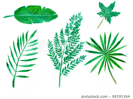 Isolated Tropical Leaves Set. Hand Drawn Watercolor Illustration 98395364