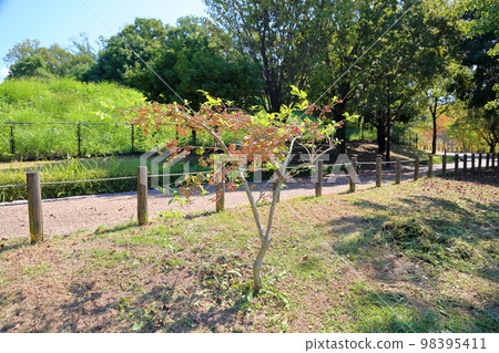 真弓果 真弓果 98395411