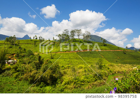 Tea plantation Tea plantation 98395758