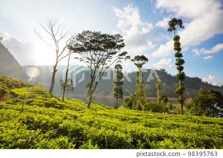 Tea plantation 98395763