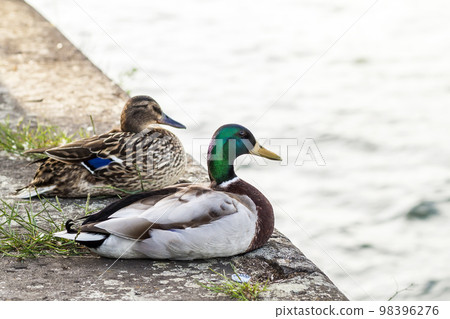 Two ducks male and female resting near a river Two ducks male and female resting near a river 98396276