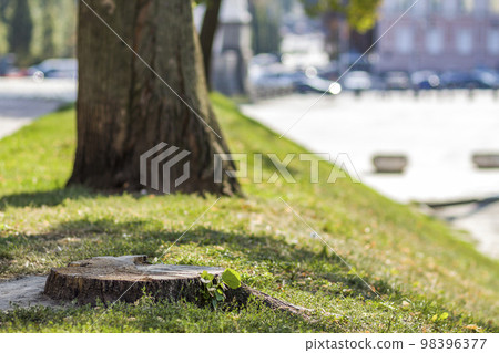 Stump of a tree on the green grass in the city. 98396377