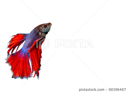 Betta Siamese fighting fish, Betta splendens Pla-kad biting fish Thai,popular aquarium fish. Red White blue Thailand flag half moon isolated on black 98396487