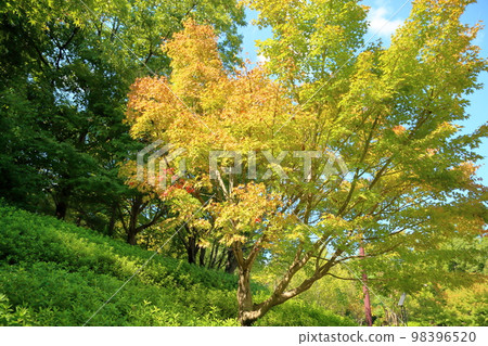 彩色的楓葉 彩色的楓葉 98396520