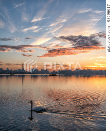 Mito City, Ibaraki Prefecture Morning at Lake Senba where swans dance 98396617