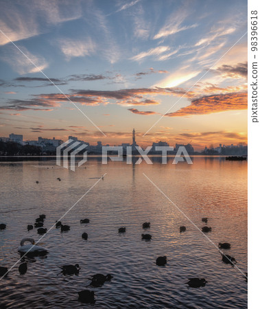Mito City, Ibaraki Prefecture Morning at Lake Senba where swans dance 98396618
