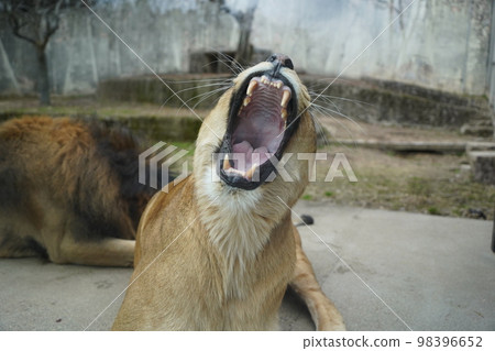 廣島市阿佐動物園打呵欠的母獅 98396652