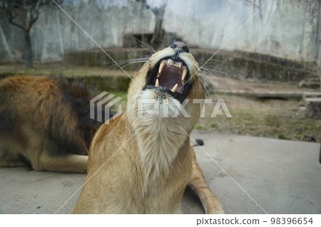 廣島市阿佐動物園打呵欠的母獅 98396654