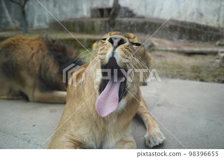 廣島市阿佐動物園打呵欠的母獅 98396655