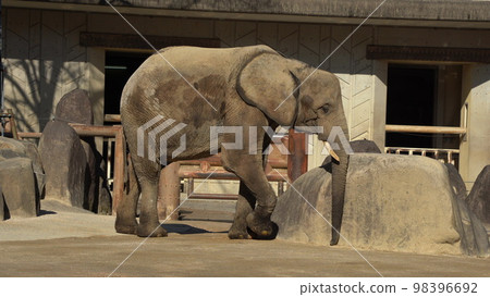 Forest Elephant in Asa Zoological Park, Hiroshima City 98396692