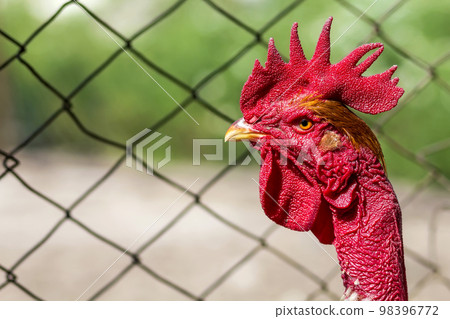 Red head of a cock or rooster on farm yard. Farming concept 98396772