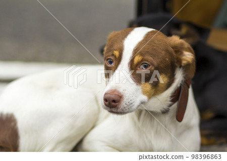 Portrait of sitting white and yellow labrador retriever dog looking away from the camera outdoors. 98396863