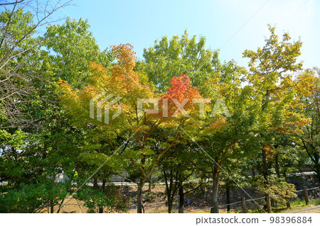 日本楓樹的葉子變色，葉子開始變紅 98396884