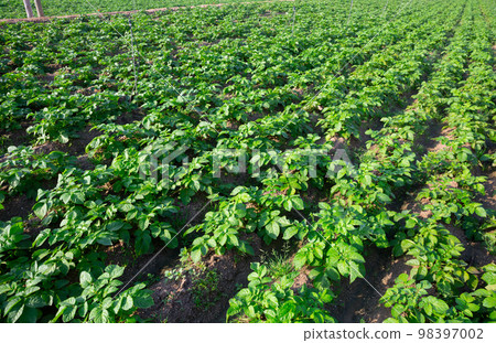 Potato sprouts on farm field on sunny day Potato sprouts on farm field on sunny day 98397002