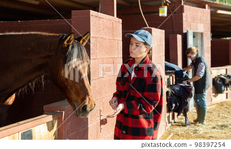 Caring young woman feeding brown horse with hay in stable Caring young woman feeding brown horse with hay in stable 98397254