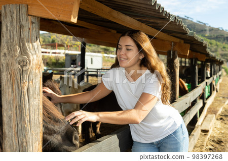 Joyful young female in white T-shirt petting growing horses stallions in stall during visit on ranch Joyful young female in white T-shirt petting growing horses stallions in stall during visit on ranch 98397268