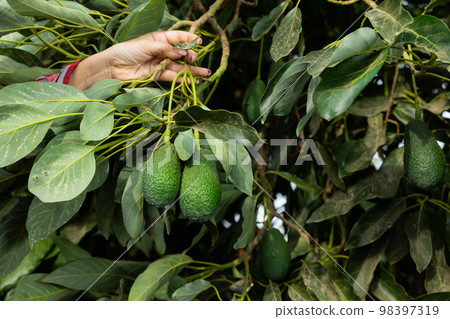 Farmer hands harvesting fresh organic avocados in orchard or on farm on fall day Farmer hands harvesting fresh organic avocados in orchard or on farm on fall day 98397319