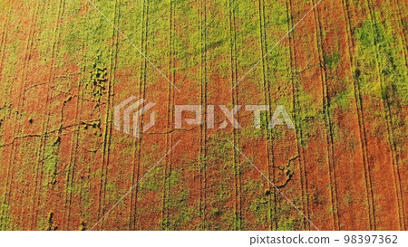 A red field of poppy flowers. Drone video. A red field of poppy flowers. Drone video. 98397362